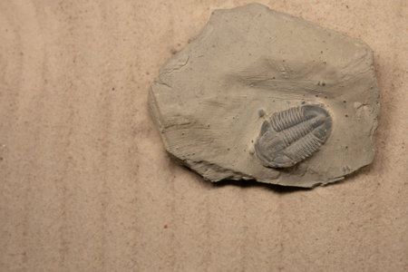 Asaphiscus Wheeleri is a genus of trilobite that lived in the Cambrian. Its remains have been found in Australia and North America, especially in Utah.の写真素材