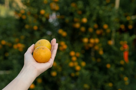 Hand reaching Tangerine from the tree to harvest.の写真素材