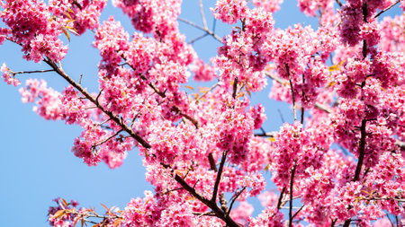 Beautiful pink cherry blossoms, sakura flowers.の写真素材