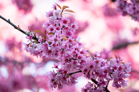 Beautiful pink cherry blossoms, sakura flowers.の写真素材