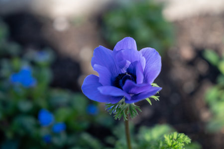 Purple flower with green leaf in garden.の写真素材