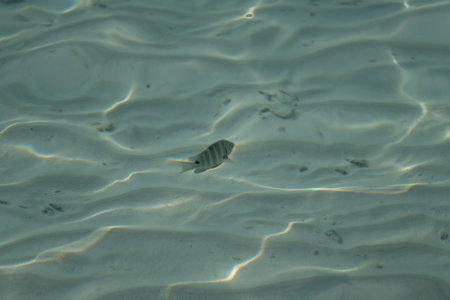 Fish at the crystal clear sea water.