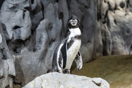 Humboldt penguin (Spheniscus humboldti) in indoor zoo.の写真素材