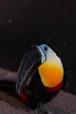 Channel-billed toucan sitting on the branch in indoor zoo.
