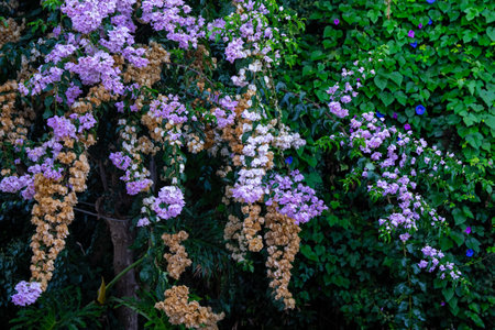 Purple Bougainvillea flowers and trees in Capri, Italy.