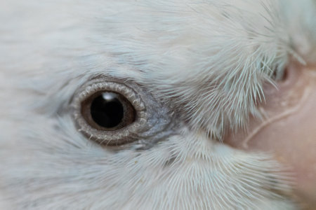 Part of tiny parrot parakeet white Forpus bird Pacific Parrotlet.の写真素材