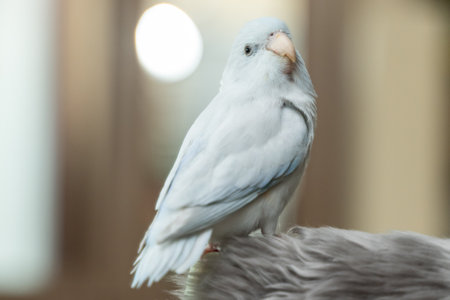 Tiny parrot parakeet white bird rest on branch.
