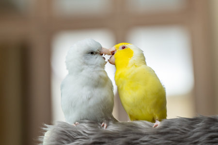 Tiny parrot parakeet white and yellow Forpus bird Pacific Parrotlet rest on branch.の写真素材