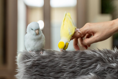 Tiny parrot parakeet white and yellow bird rest on branch.の写真素材