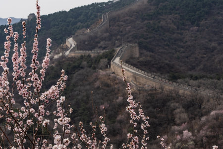 Great wall of China in spring season with cherry blossoms.の写真素材