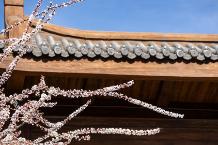 Spring blossoms blooming with Chinese building style roofs, red lanterns. Beijing, China.の写真素材