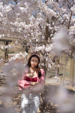 Woman standing under beautiful cherry blossom trees in full bloom.の写真素材