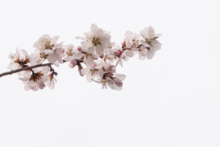 Cherry blossoms on a branch on white background.の写真素材