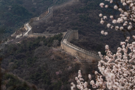 Great wall of China in spring season with cherry blossoms.の写真素材