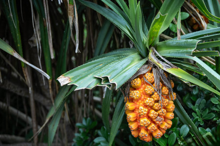 Ripe orange fresh seeds of sea pandanus or screw pine plant tree .の写真素材
