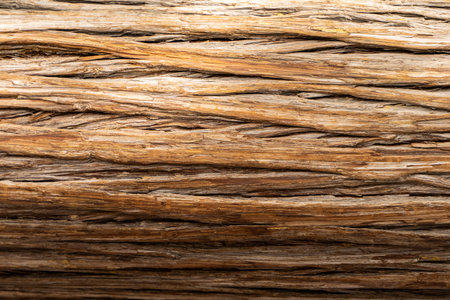 Detail of brown textured wood skin surface.の写真素材