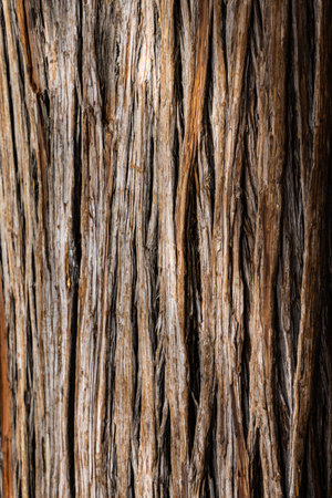 Detail of brown textured wood skin surface.の写真素材