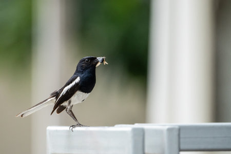 Oriental Magpie-Robin (Copsychus saularis) perched on the house fence.