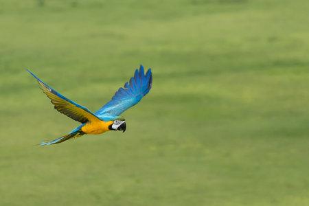 Blue and gold macaw parrot flying with natural