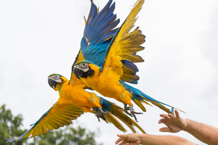 Blue and gold macaw parrot fly with natural green background.