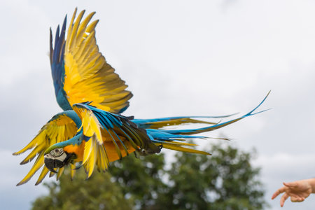 Blue and gold macaw parrot fly with natural green background.
