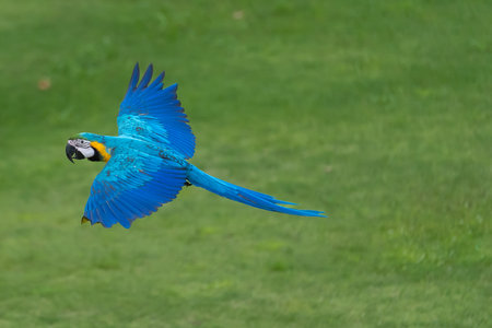 Blue and gold macaw parrot flying with natural