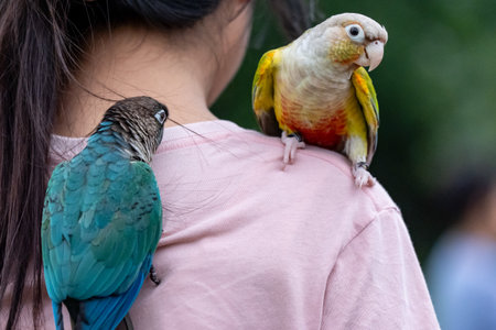 Green cheeked conure parrot is sitting on woman shoulder outdoor.