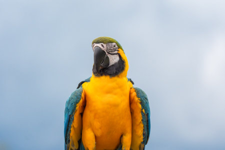 Blue and gold macaw parrot with cloudy sky background.の写真素材