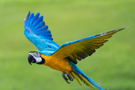 Blue and gold macaw parrot fly with natural green background.