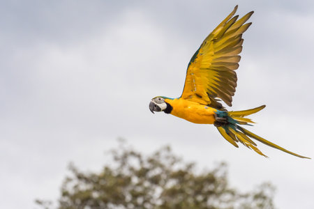 Blue and gold macaw parrot flying with cloudy sky
