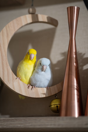 Tiny parrot parakeet white and yellow Forpus bird Pacific Parrotlet rest on branch.