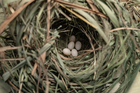 Group of five bird eggs in a blackbird dry grass nest.