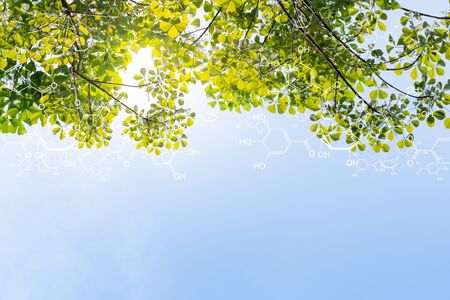 Plants background with biochemistry structure.の写真素材