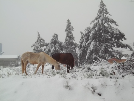 HORSE IN SNOWの写真素材