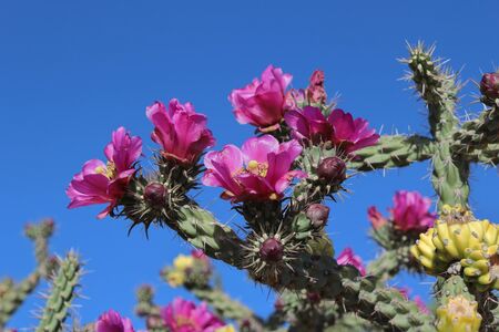 Winter Hardy shrub cactus Cylindropuntia Spinsior Beautiful DARK PURPLE BLOSSOMS flowering Texas, USA.の写真素材