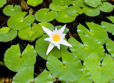White lotus flower, green leaves on the water の写真素材