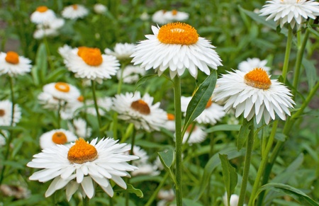 White daisies in the Garden, Botanical park の写真素材