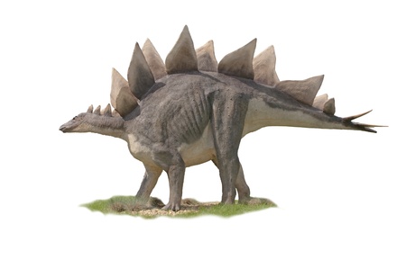 Dinosaur Stegosaurus  - white backgroundの写真素材