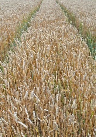 Grain field - dirt road の写真素材