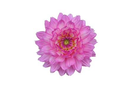 Pink Dahlie - Dahlia - white background の写真素材