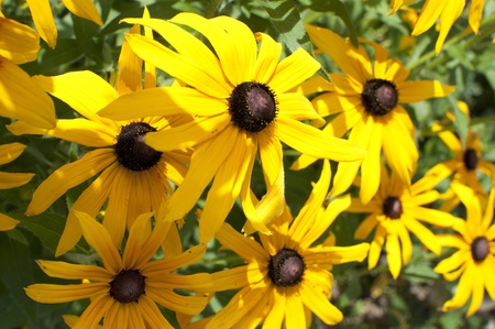 Rudbeckia yellow - black flower の写真素材