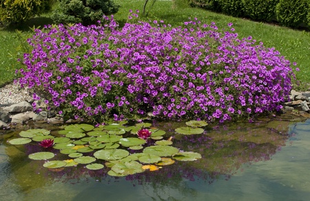 Small pond in the garden の写真素材