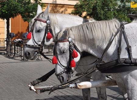 Horse in Cracow, Krakow - Poland の写真素材
