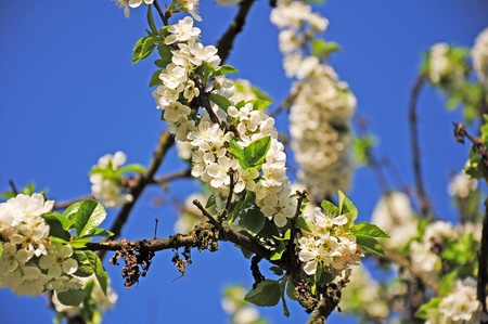 Spring flowers - blue sky backgroundの写真素材