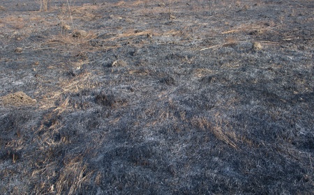 Burned grass - dark black の写真素材