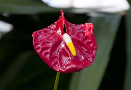 Anthurium in the Garden, Botanical parkの写真素材
