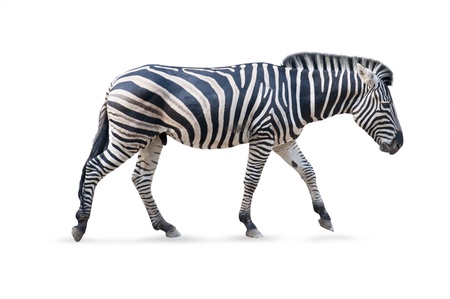 Zebra male - white backgroundの写真素材