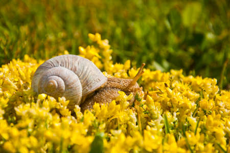 Closeup shot of a snail walking on small yellow flowersの写真素材
