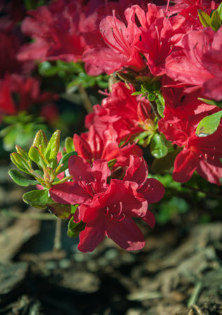 Blooming red flowers of rhododendron japonicum. Close-up photo.の写真素材