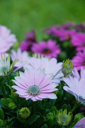 Closeup photo of beautiful blooming white african daisy flowers. Osteospermum.の写真素材